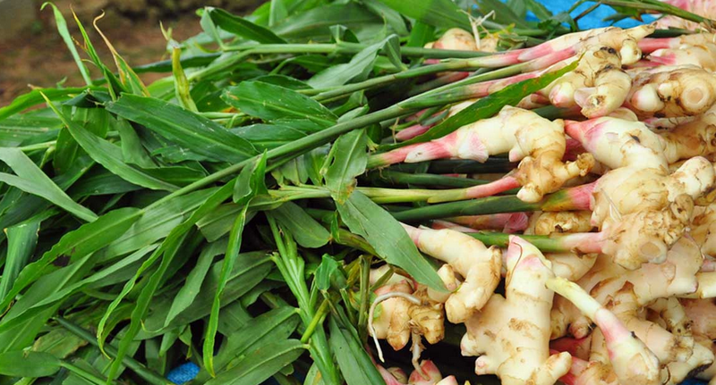 ginger-Profitable-Root-Crops