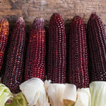 Why Filipino Farmers Should Grow Purple Corn