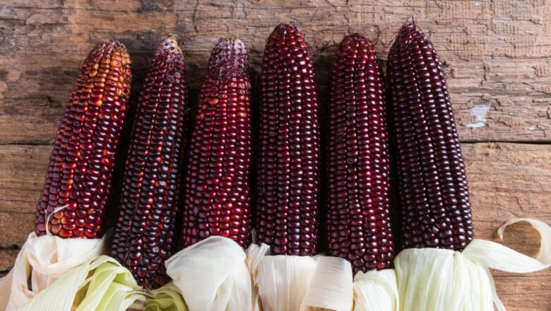 Why Filipino Farmers Should Grow Purple Corn