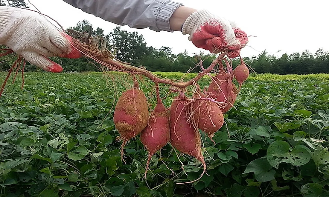 sweet-potato-Profitable-Root-Crops