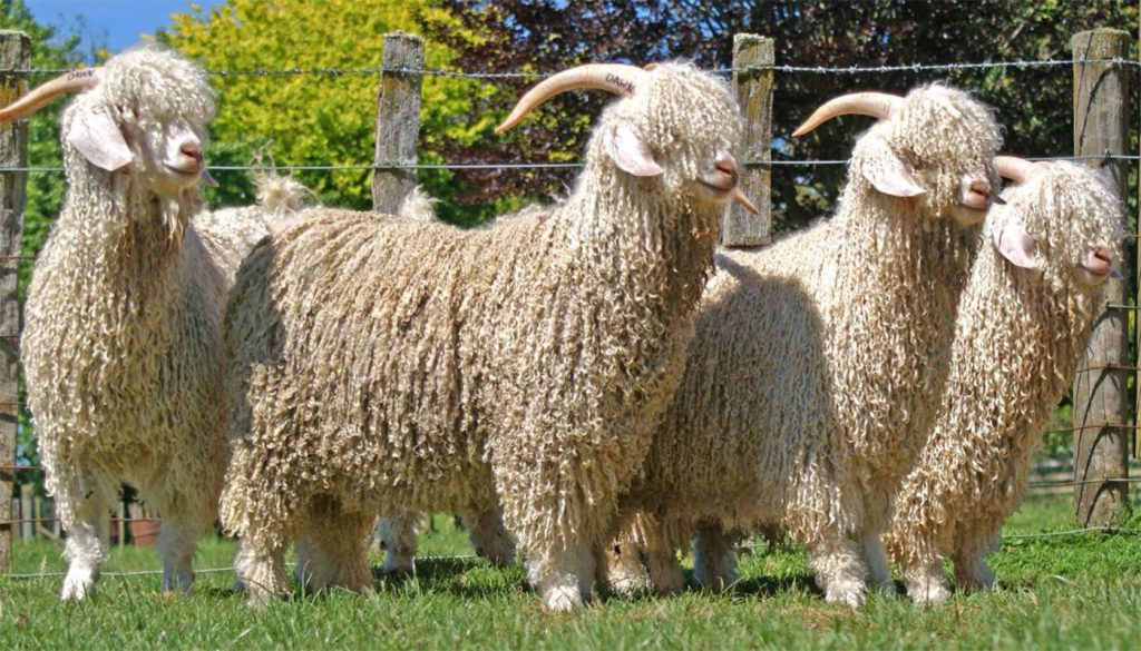 Angora-Goats