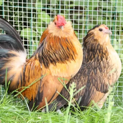 Barbu d’Anvers Chicken: Characteristics, History, Behavior, and Temperament