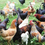 Raising Native Chickens for Profit