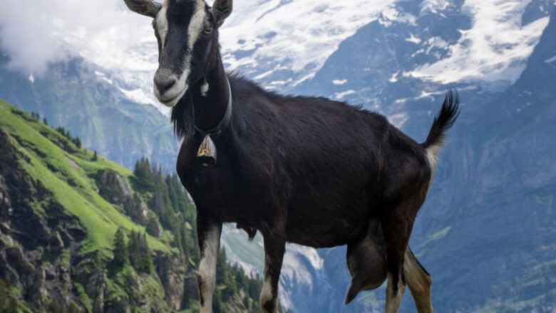 Alpine Goat Breed Profile