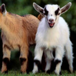 American Pygmy Goat Breed Profile