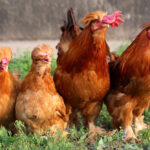 Chicken Feed Guide for Broilers and Layers
