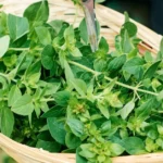 The Healing Properties and Medical Benefits of Oregano