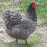 Blue Australorp Chicken: Characteristics, History, Behavior , and Temperament