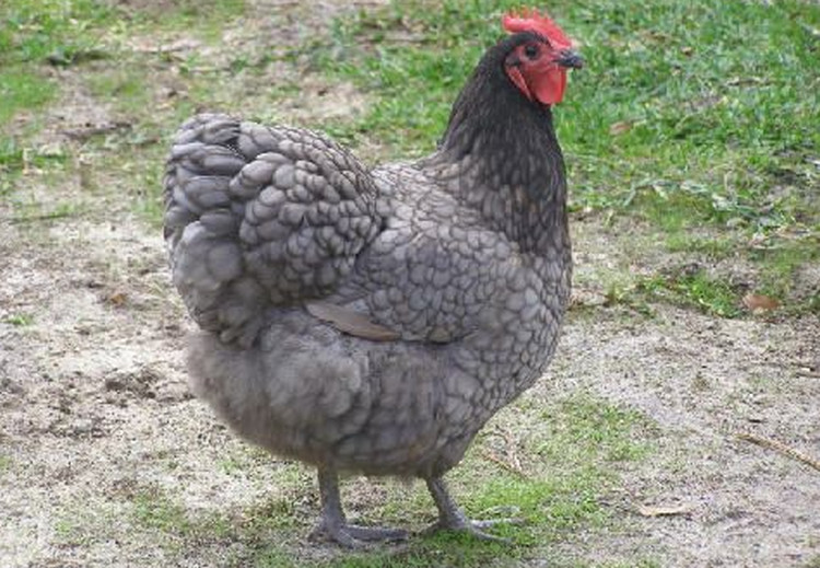 blue-australorp-chicken-1