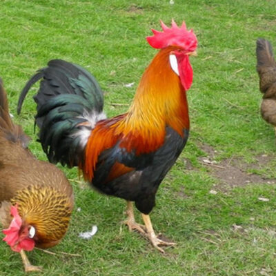 Brown Leghorn Chicken: Characteristics, History, Behavior, and Temperament