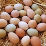 How Long Do Fresh Eggs Last