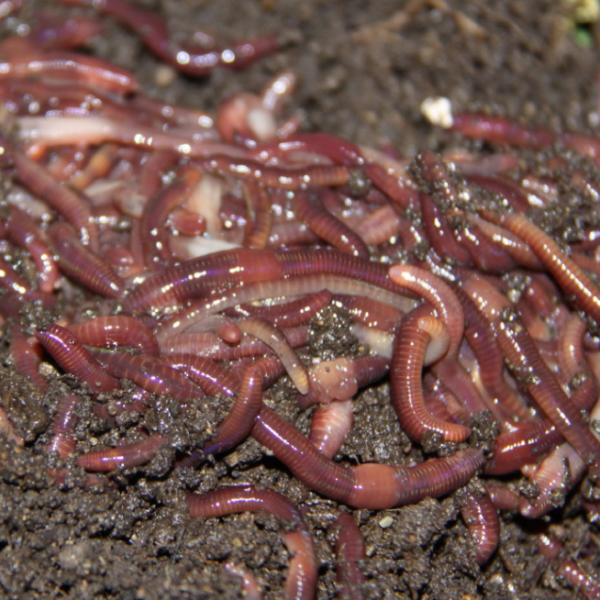 Vermicomposting in the Philippines as Business