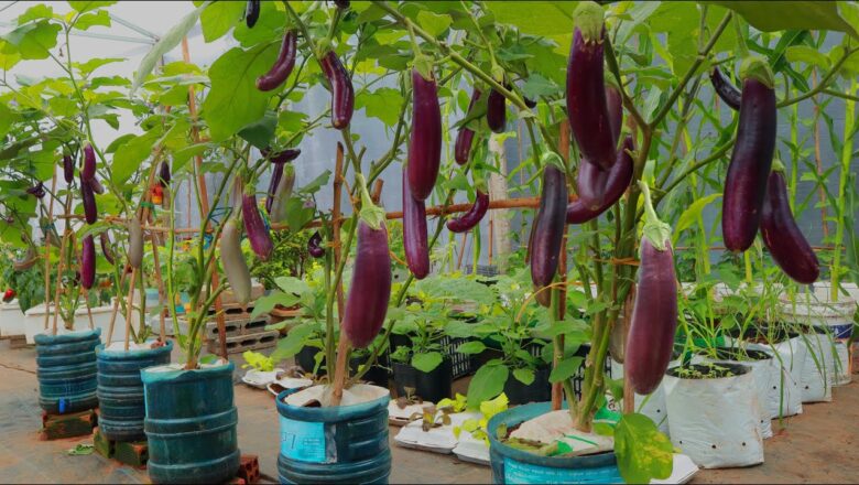 Eggplant Fertilizer Application Guide