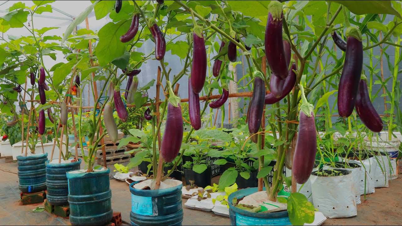 eggplant fertilizer guide