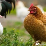 Ducks vs Chickens: Advantages of Raising Ducks over Chickens