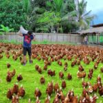 Free Range, Cage-free, Organic, Pastured Chicken: What’s The Difference