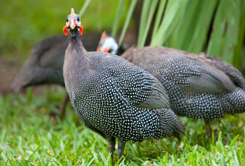 guinea-fowl