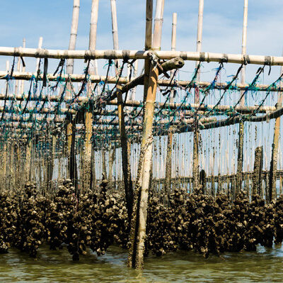 Oyster Farming and Production