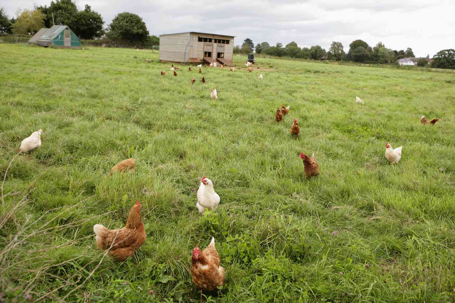 Pastured chicken