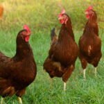 Glossary of Poultry-Related Terms (English-Tagalog)
