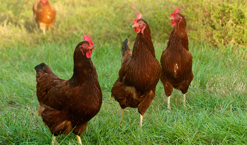 rhode-island-red-chickens-glossary-of-poultry-related-terms