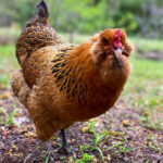 Everything You Need to Know About the Ameraucana Chicken