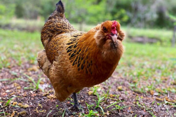 Everything You Need to Know About the Ameraucana Chicken