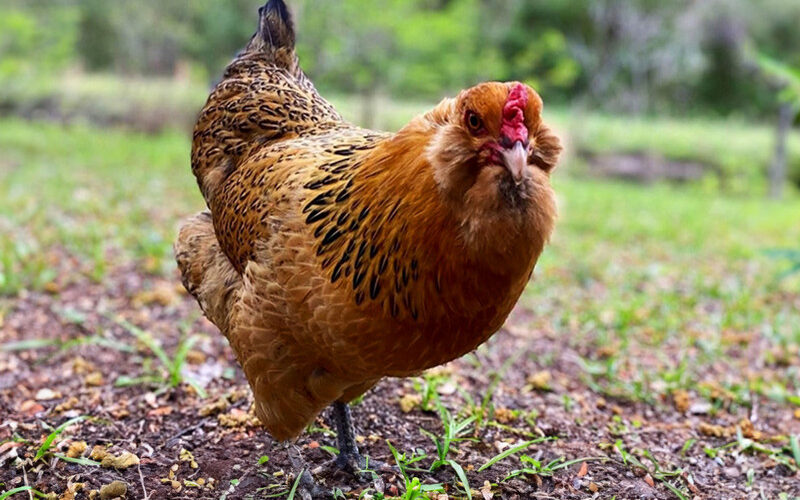 Everything You Need to Know About the Ameraucana Chicken