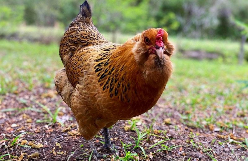 Everything You Need to Know About the Ameraucana Chicken