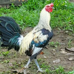 Bates Gray Gamefowl: A Timeless Bloodline in Cockfighting