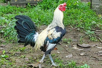 Bates Gray Gamefowl: A Timeless Bloodline in Cockfighting