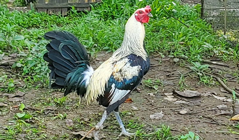 Bates Gray Gamefowl: A Timeless Bloodline in Cockfighting