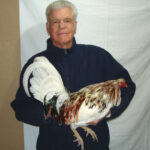 Bill Roberts Gamefowl: History and Fighting Style