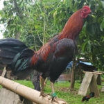 Black Jap Gamefowl Origin and Fighting Style