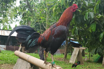 Black Jap Gamefowl Origin and Fighting Style