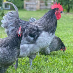 Blue Australorp Chicken: Characteristics, History, Behavior, and Temperament