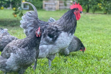 Blue Australorp Chicken: Characteristics, History, Behavior, and Temperament