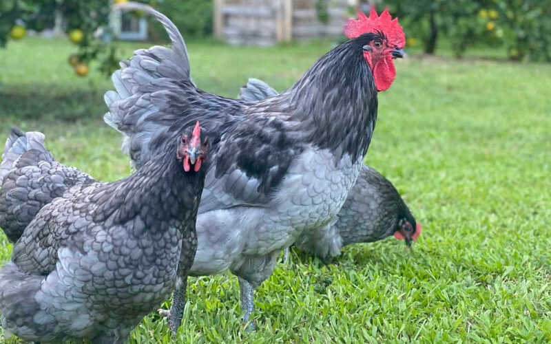 Blue Australorp Chicken: Characteristics, History, Behavior, and Temperament