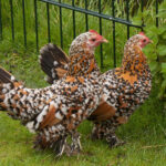 Booted Bantam Chicken: A Petite Poultry Wonder