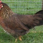 Brown Leghorn Chicken: Characteristics, History, and Temperament