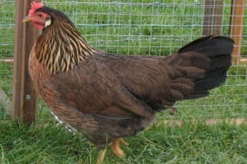 Brown Leghorn Chicken: Characteristics, History, and Temperament