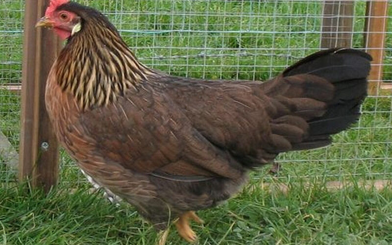 Brown Leghorn Chicken: Characteristics, History, and Temperament