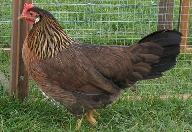 Brown Leghorn Chicken: Characteristics, History, and Temperament