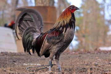 Coal Miner Mug Gamefowl: History, Traits, and Fighting Style