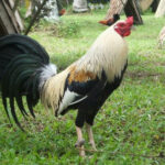 grey gamefowl