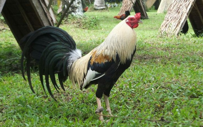 Grey Gamefowl: Fighting Style and Top Grey Rooster Breeders