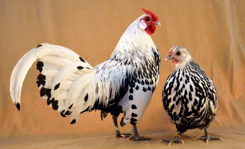 Hamburg Chicken: History, Characteristics, and Behavior