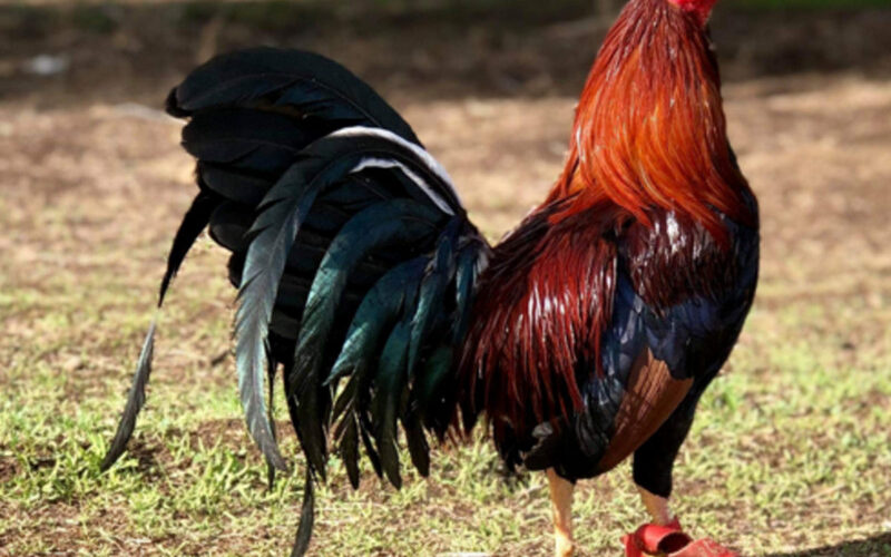 The Fascinating History and Fighting Style of John Marks Gamefowl