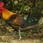 Labuyo Chicken: A Native Philippine Poultry Breed