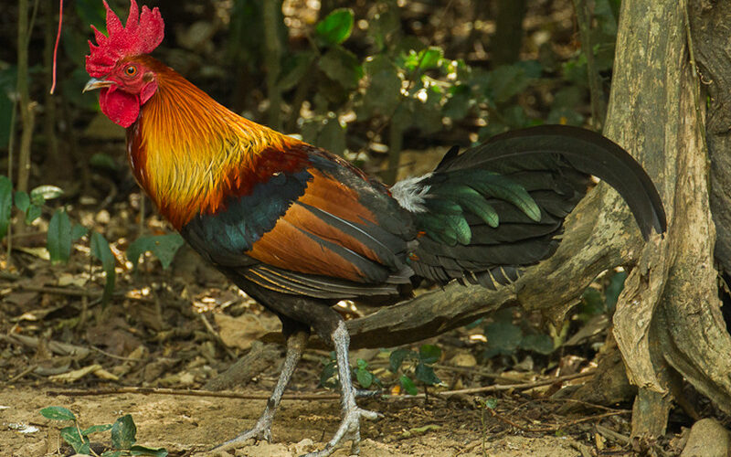 Labuyo Chicken: A Native Philippine Poultry Breed